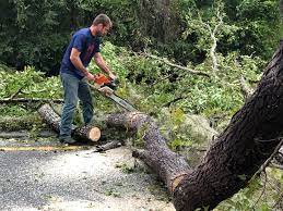 Best Fruit Tree Pruning  in Woodbury, NY