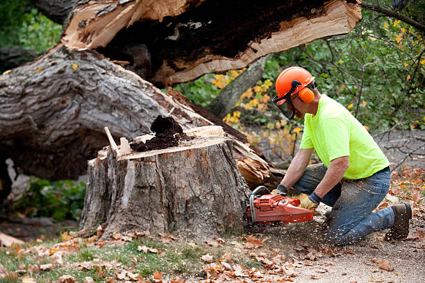 Woodbury, NY  Tree Services Company