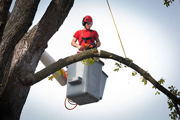 Why Choose Our Tree Removal Services in Woodbury, NY?